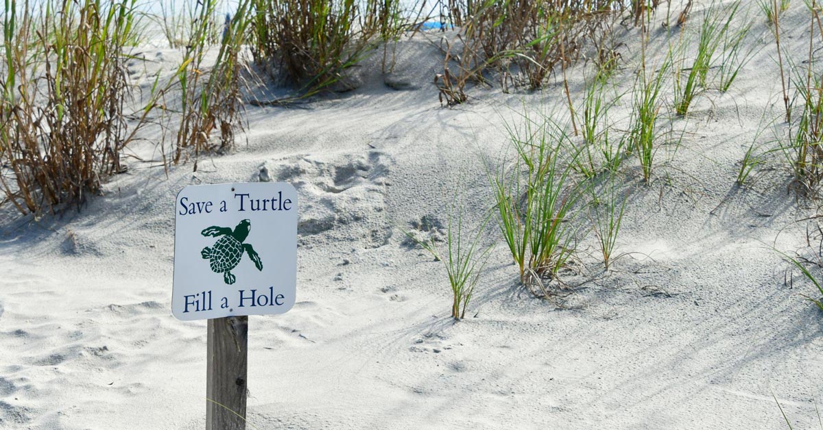 Do’s and Don’ts During Sea Turtle Nesting Season