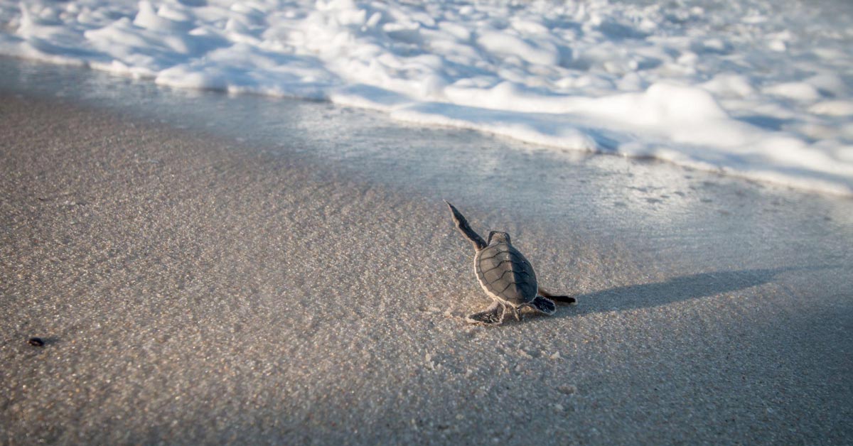 The Miracle of Sea Turtle Nesting