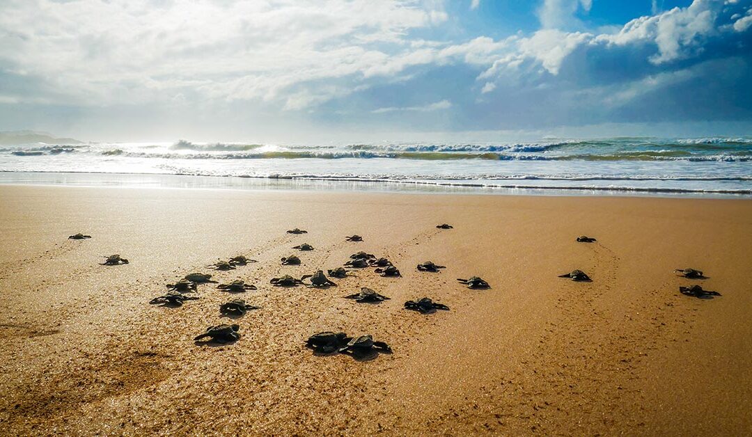 Guide to Sea Turtle Nesting Season in Treasure Island